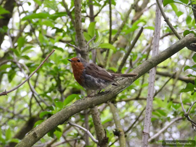 A European Robin photographed at RSPB Fairburn Ings, seen in its habitat during the visit.
