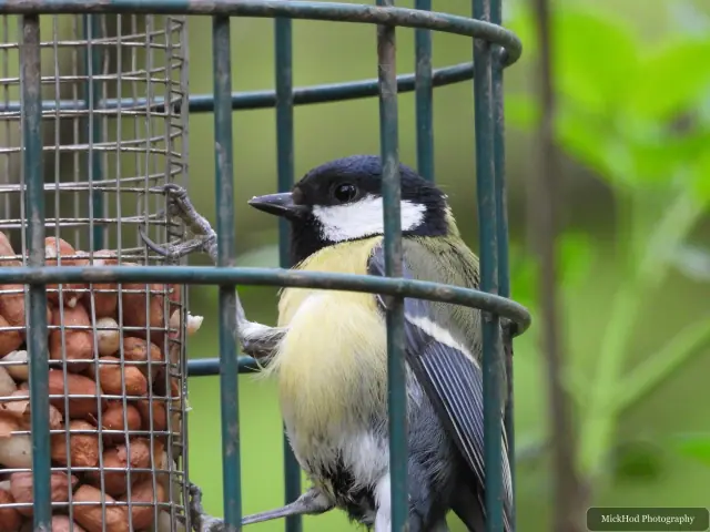 A Great Tit photographed at RSPB Fairburn Ings, seen in its habitat during the visit.