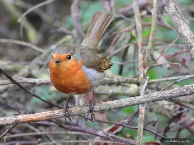 A European Robin photographed at RSPB Fairburn Ings, seen in its habitat during the visit.