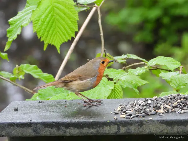 A European Robin photographed at RSPB Fairburn Ings, seen in its habitat during the visit.