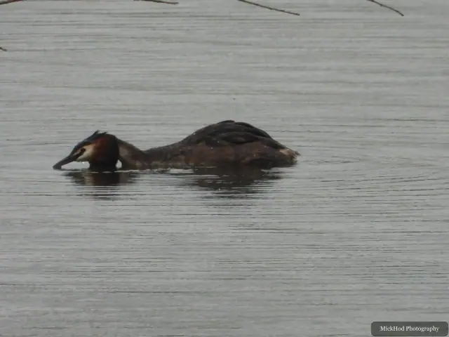 A Great Crested Grebe photographed at RSPB Fairburn Ings, seen in its habitat during the visit.