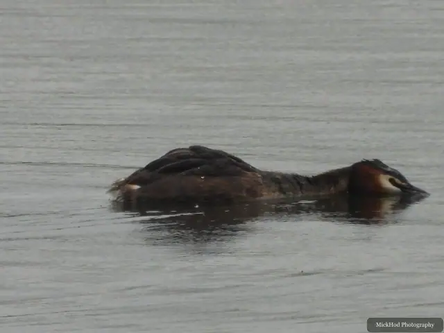 A Great Crested Grebe photographed at RSPB Fairburn Ings, seen in its habitat during the visit.