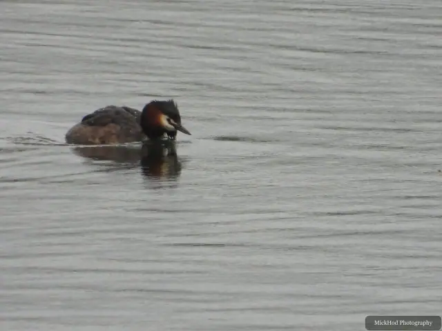 A Great Crested Grebe photographed at RSPB Fairburn Ings, seen in its habitat during the visit.
