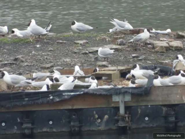 A Black-headed Gull photographed at RSPB Fairburn Ings, seen in its habitat during the visit.