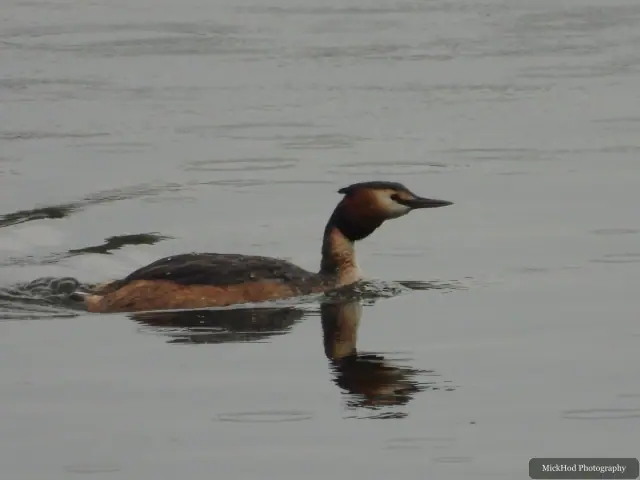 A Great Crested Grebe photographed at RSPB Fairburn Ings, seen in its habitat during the visit.
