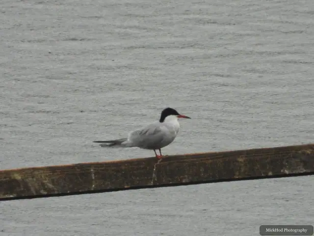 A Black-headed Gull photographed at RSPB Fairburn Ings, seen in its habitat during the visit.