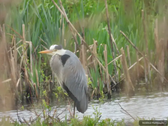 A Grey Heron photographed at RSPB Fairburn Ings, seen in its habitat during the visit.