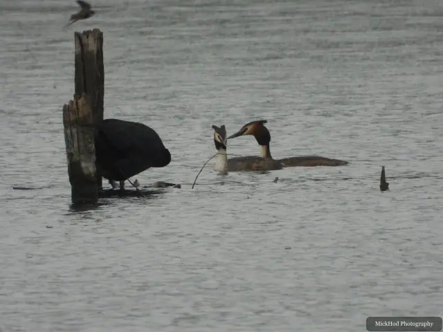A Great Crested Grebe photographed at RSPB Fairburn Ings, seen in its habitat during the visit.