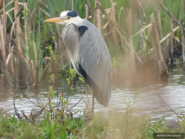 A Grey Heron photographed at RSPB Fairburn Ings, seen in its habitat during the visit.