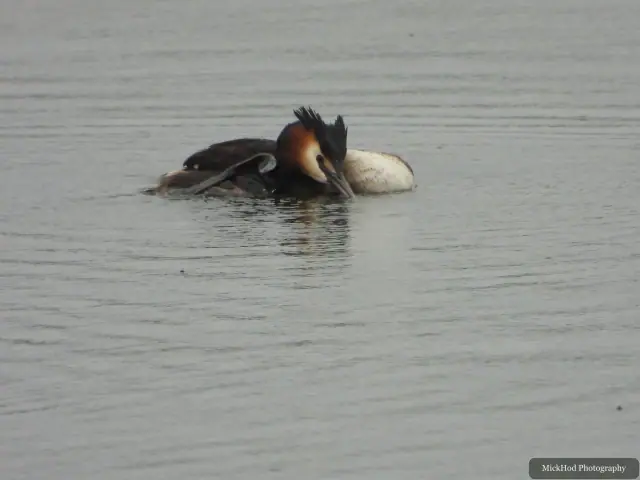 A Great Crested Grebe photographed at RSPB Fairburn Ings, seen in its habitat during the visit.