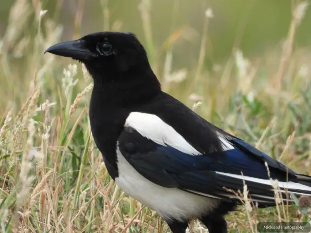 Eurasian Magpie, seen at RSPB St Aidens.