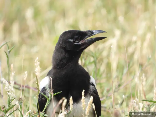 Photographed at RSPB St Aidens: Eurasian Magpie.