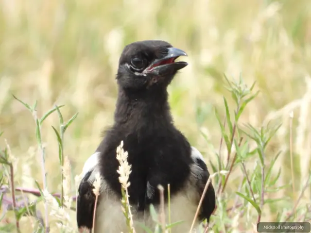 Eurasian Magpie, seen at RSPB St Aidens.