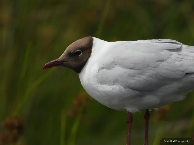 Photographed at RSPB St Aidens: Black-headed Gull.