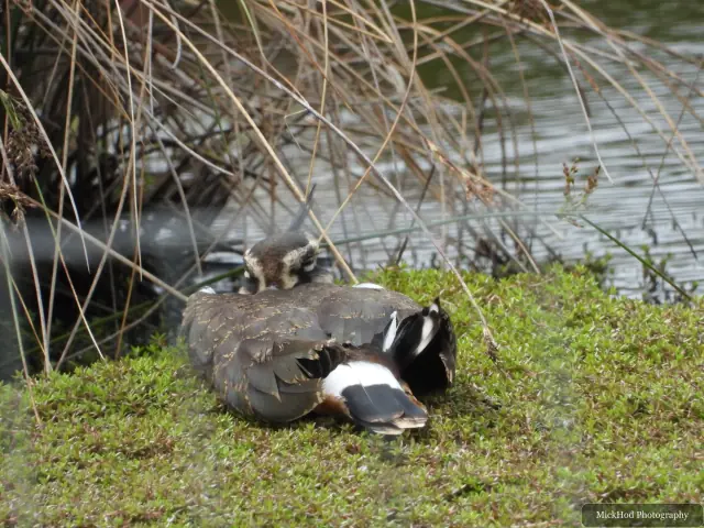 A Northern Lapwing resting on the grassy bank at St Aidan’s.