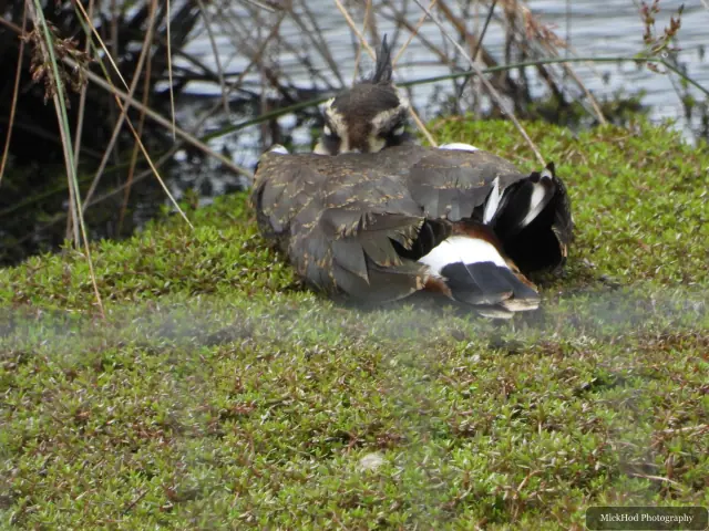 A Northern Lapwing resting on the grassy bank at St Aidan’s.