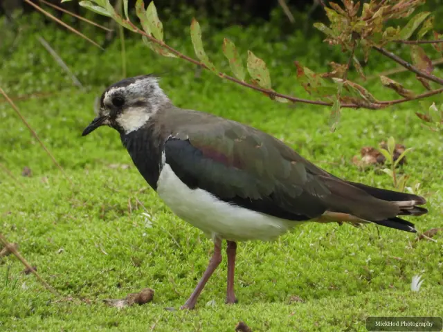 Northern Lapwing at RSPB St Aidens.