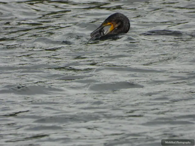 At RSPB St Aidens: Great Cormorant.