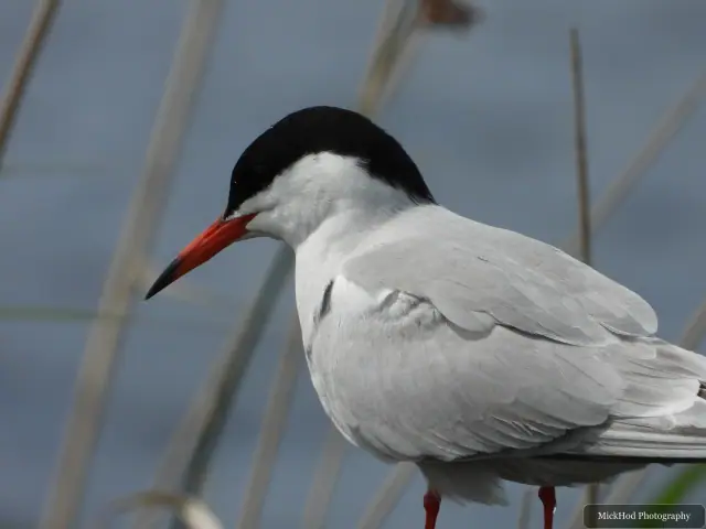 At RSPB St Aidens: Common Tern.