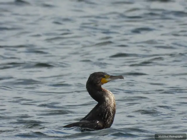 At RSPB St Aidens: Great Cormorant.