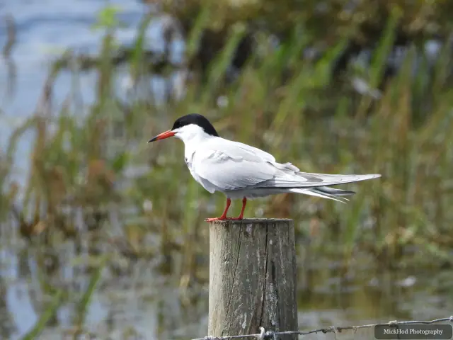 At RSPB St Aidens: Common Tern.