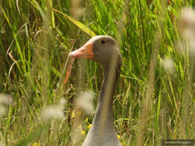 At RSPB St Aidens: Greylag Goose.