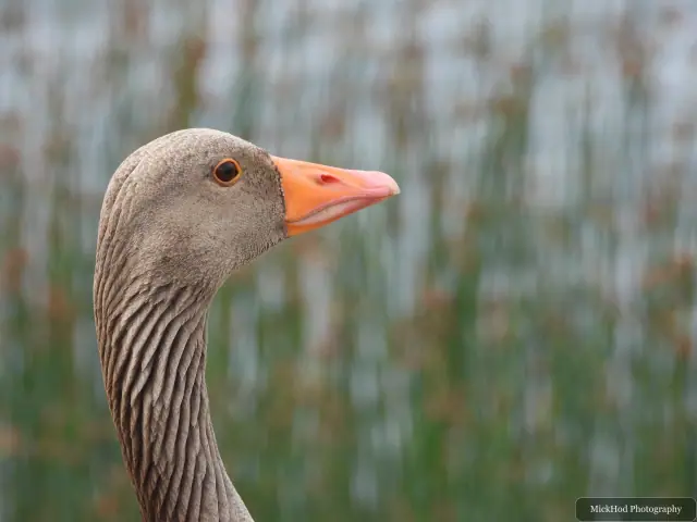 Greylag Goose at RSPB St Aidens.