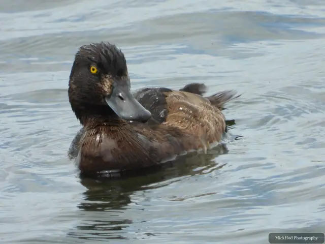 Tufted Duck at RSPB St Aidens.