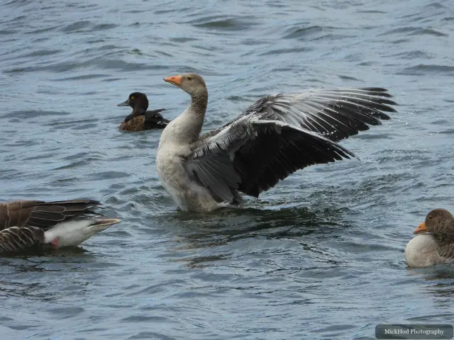 Photographed at RSPB St Aidens: Greylag Goose.