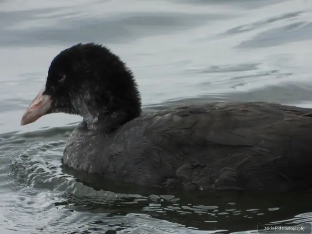 Eurasian Moorhen chick at RSPB St Aidens.