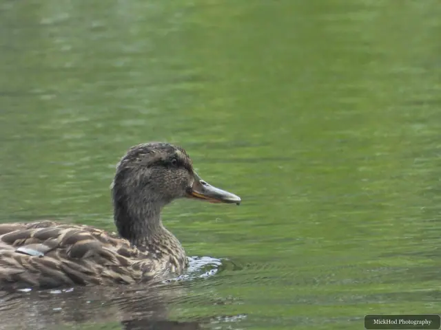 Female Mallard, seen at Rivelin.