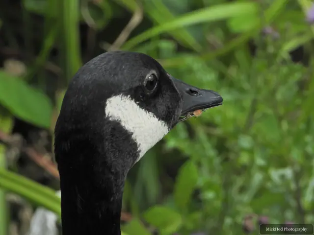 Photographed at Rivelin: Canada Goose.