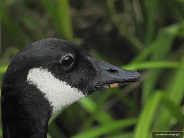 At Rivelin: Canada Goose.