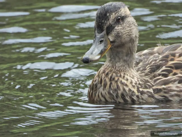 Female Mallard, seen at Rivelin.