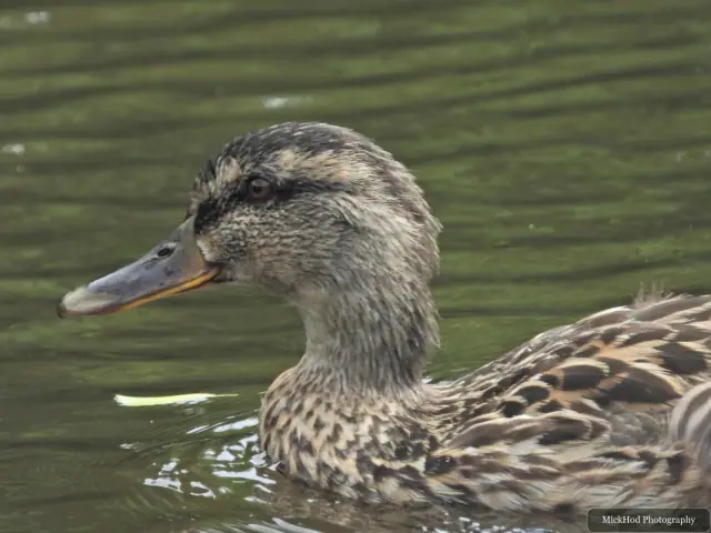 Photographed at Rivelin: Female Mallard.