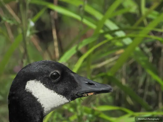 At Rivelin: Canada Goose.