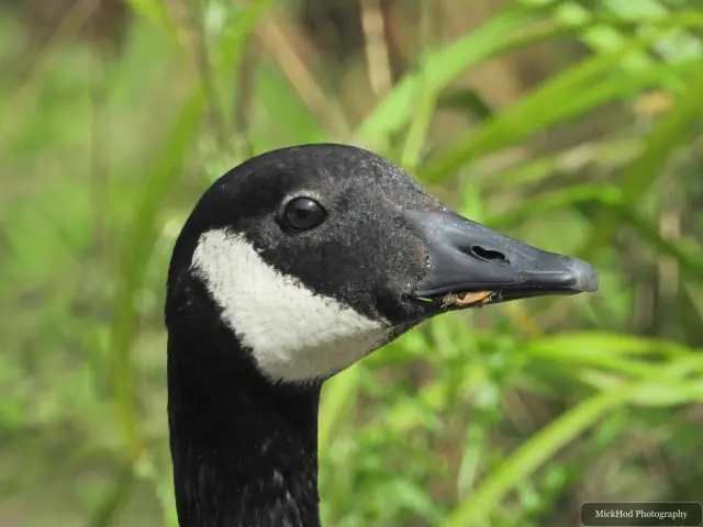 Canada Goose, seen at Rivelin.