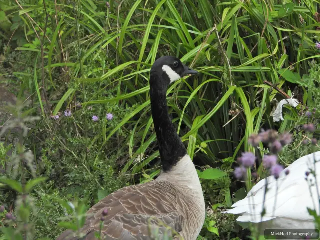 Canada Goose at Rivelin.