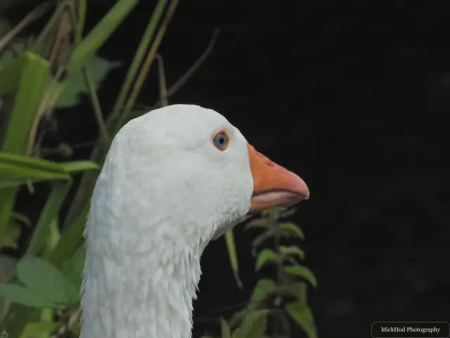Photographed at Rivelin: Domestic goose.
