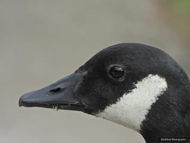 At Rivelin: Canada Goose.
