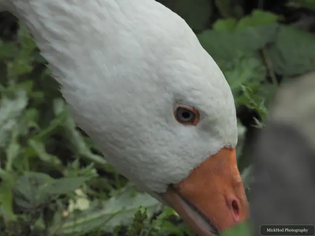 Domestic goose at Rivelin.