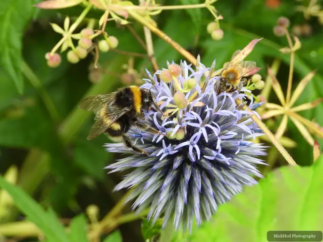 A bumblebee gathers nectar from a thistle.