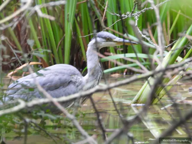 Grey Heron at Rivelin.