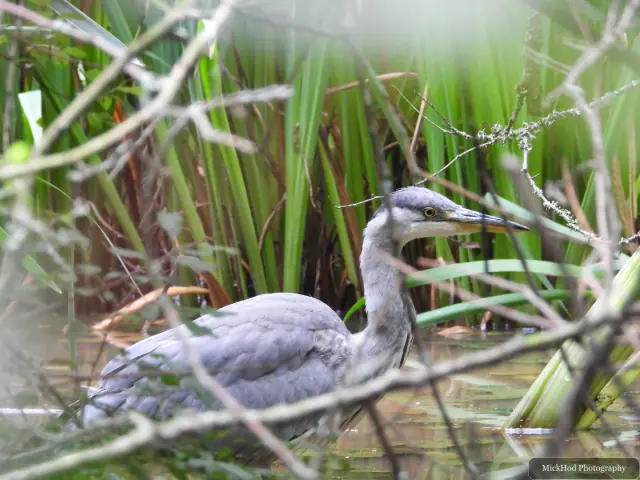 Photographed at Rivelin: Grey Heron.