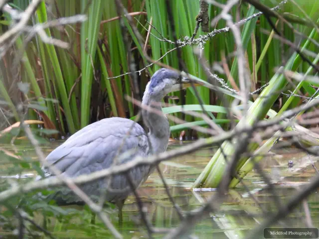 At Rivelin: Grey Heron.