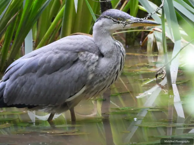 Grey Heron, seen at Rivelin.