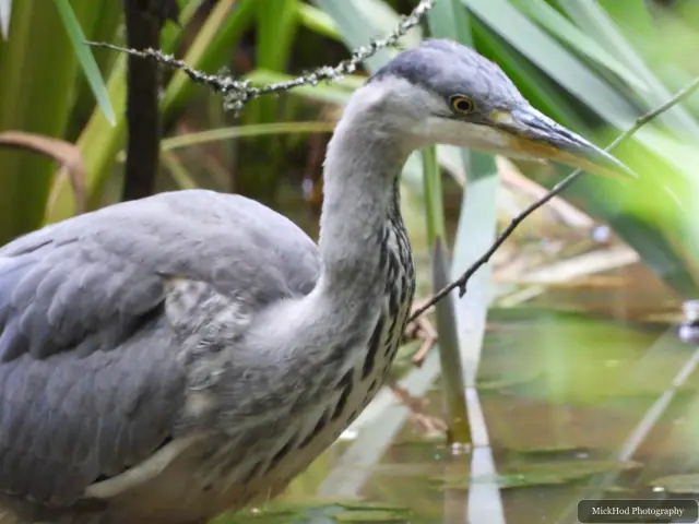 Photographed at Rivelin: Grey Heron.
