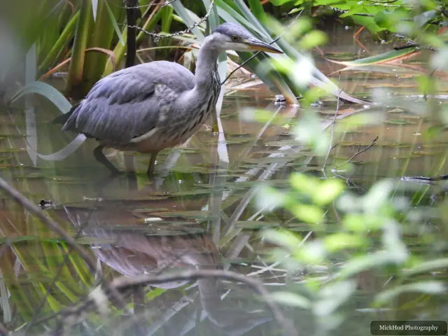 At Rivelin: Grey Heron.