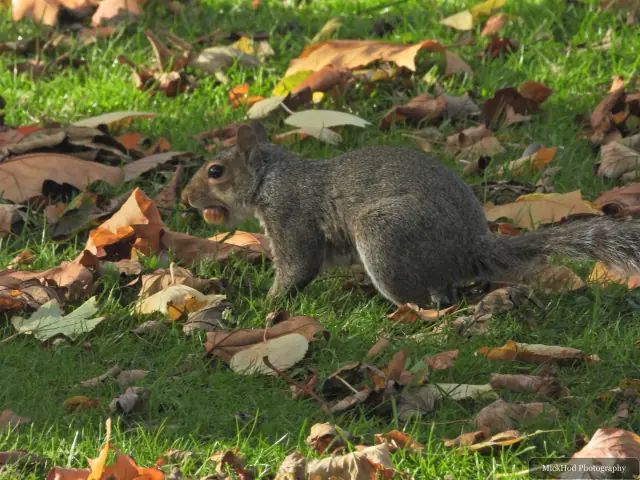 An eastern grey squirrel forages among the fallen leaves or climbs a tree at Sandall Park.
