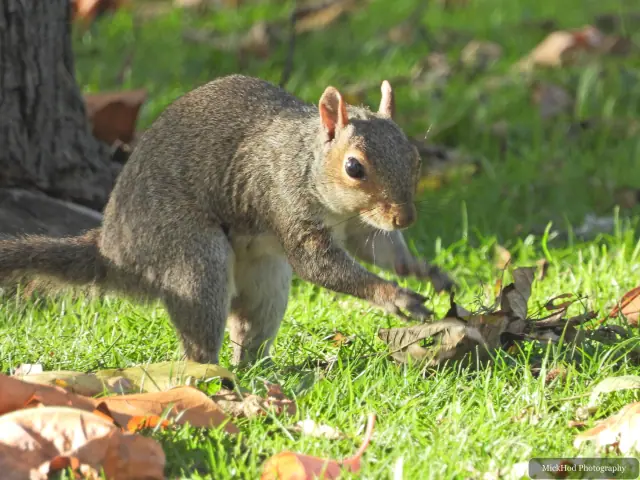 An eastern grey squirrel forages among the fallen leaves or climbs a tree at Sandall Park.